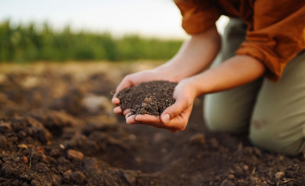 Raleigh’s Climate and Soil Factors